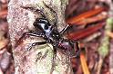 Atypus_piceus_RF0639_Z_89_Les Gris_Frankrijk
